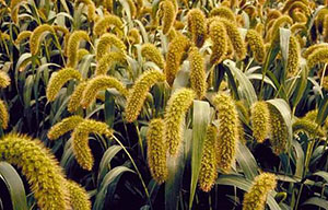 小米(谷子)篩分參考方案